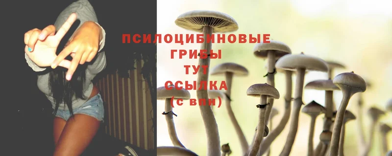 Галлюциногенные грибы Psilocybe  Кимры 